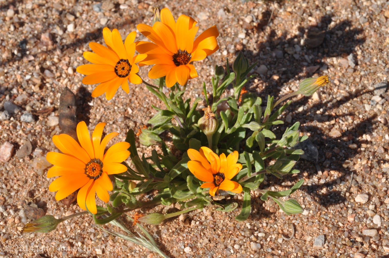 Диморфотека голостебельная (Dimorphotheca nudicaulis)